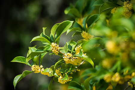 金秋桂花树叶子桂花树高清图片