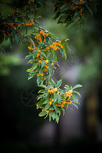 金秋桂花树特写背景图片