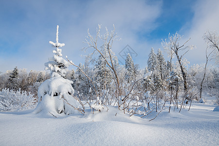 吉林冬天雪松风光背景图片