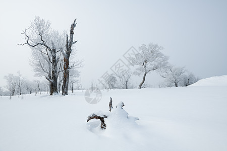 吉林冬天雪松风光背景图片