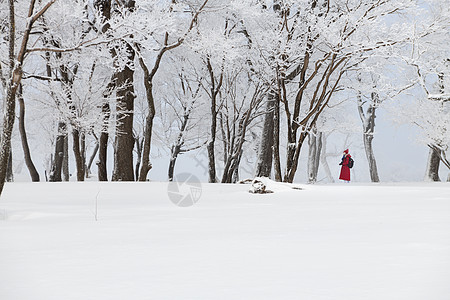 吉林冬天雪松风光背景图片