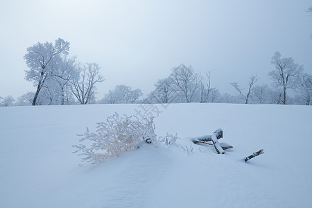 吉林冬天雪松风光背景图片