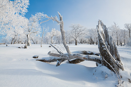 吉林冬天雪松风光背景图片