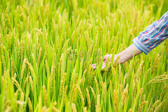 田间农名的手抚稻穗图片