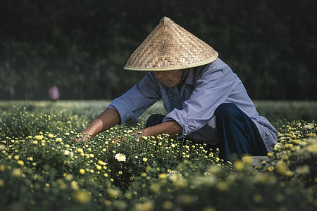 新型花卉农业劳动者高清图片