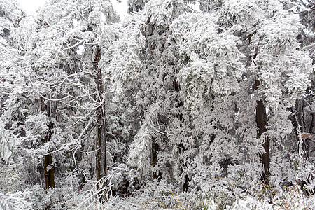 冬季雾淞景雪背景图片