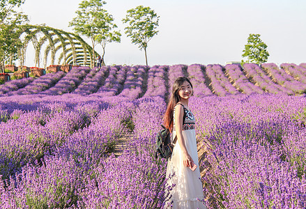 薰衣草花海女孩背景图片