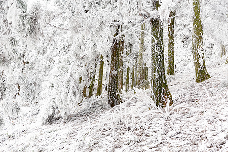 长白山森林雪景高清图片