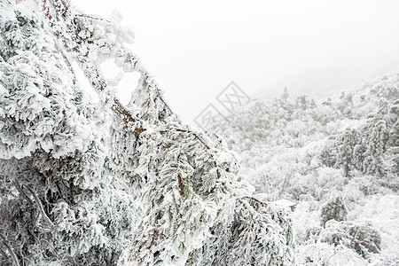 冬天雪白的森林高清图片