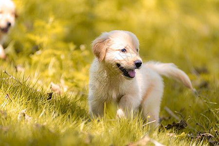 金毛幼犬户外萌宠专业摄影图片背景