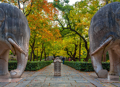 南京明孝陵石像路神道秋色图片