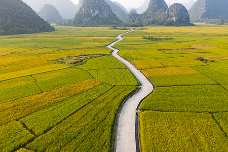 线条植物航拍水稻线条背景