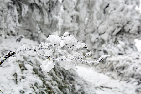 被雪覆盖的树枝图片