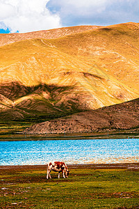 羊湖草原上的奶牛图片