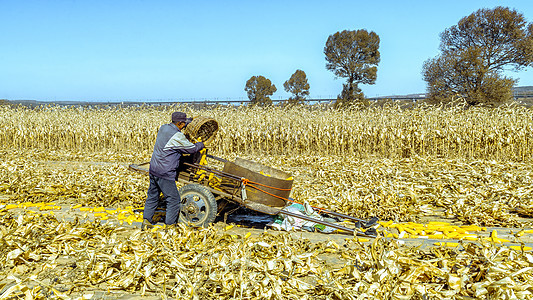 内蒙古秋季农田玉米收获图片