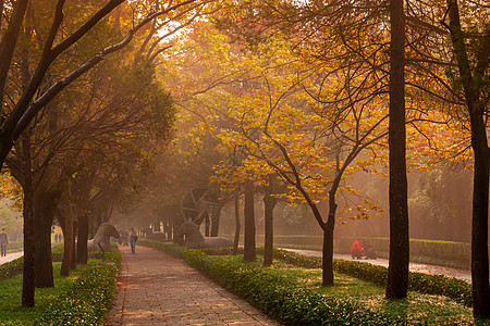 小樽红枫南京明孝陵石像路神道秋色背景