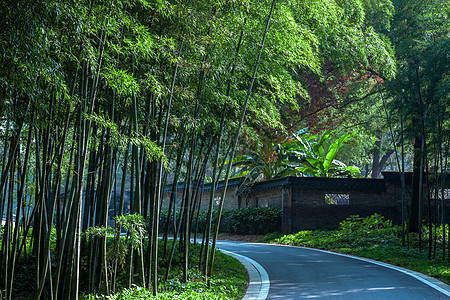 绿色小道深山竹林小道背景