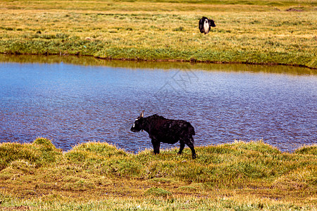 草原上牦牛图片