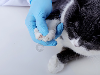 宠物医疗猫咪剪指甲图片