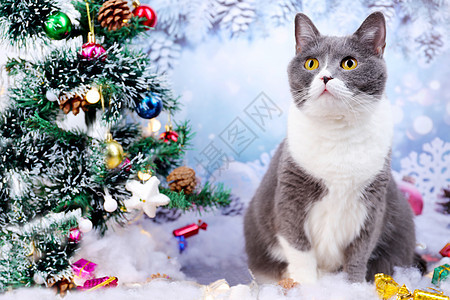 圣诞树前的猫咪图片
