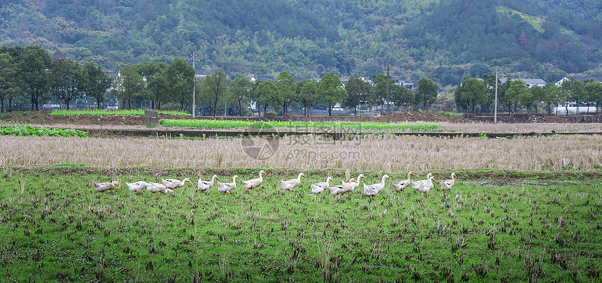 ‘~瑞安市农村田野上的一群鸭子  ~’ 的图片