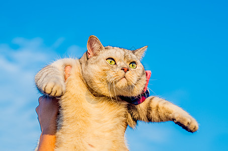 银猫可爱英短猫咪背景