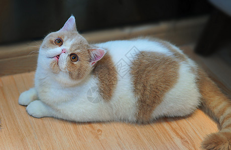 短毛波斯猫加菲猫高清图片