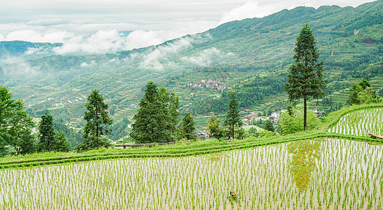 贵州山村贵州侗寨的田园风光背景