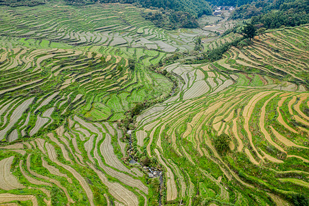 麦田风景江西婺源梯田风光背景