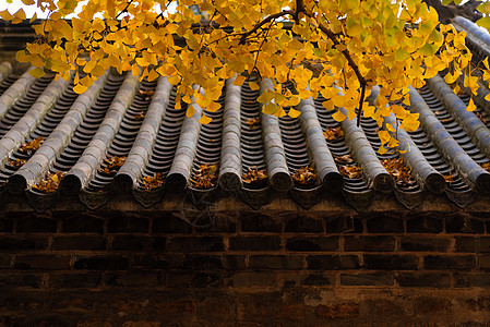 秋季银杏叶秋季风光银杏与古建筑背景