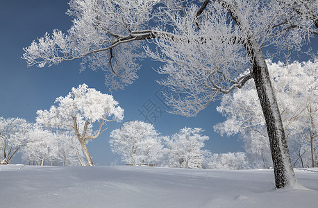 雪地山羊吉林亚龙湾群景区冬天雾凇树挂风景背景