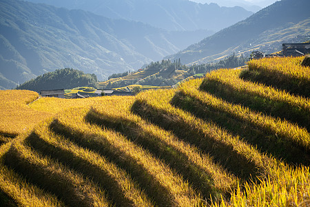 贵州梯田金色梯田特写背景