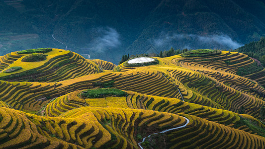 秋季山航拍桂林金色龙脊梯田背景