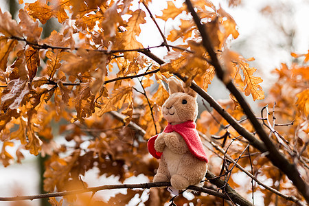 秋季红枫叶玩偶背景图片