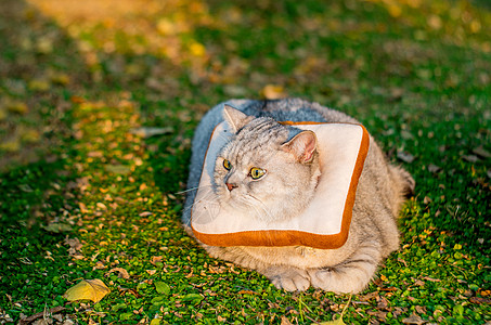 银猫可爱英短猫咪背景