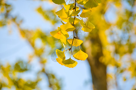 黄树叶秋季变黄的银杏叶背景