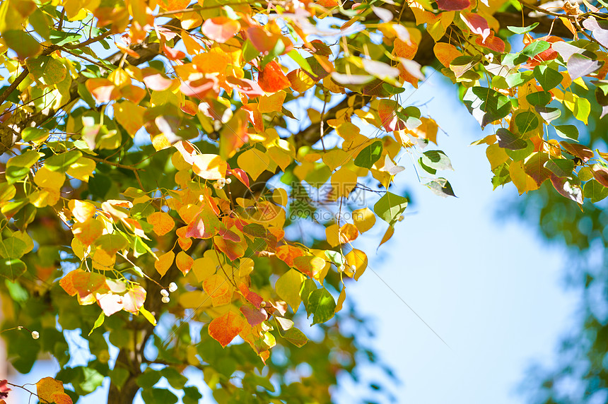 秋日变色的树叶图片