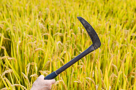 农民手举镰刀收割金黄色的稻田图片