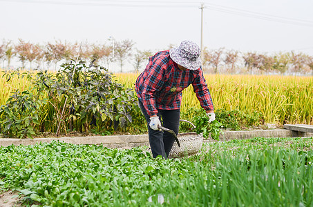 农民割野菜荠菜图片