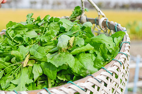 农民割野菜荠菜背景图片