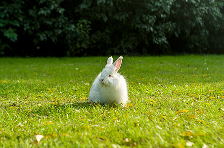 兔子兔小贝可爱安哥拉兔背景