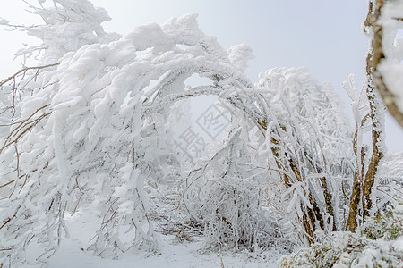 树枝上的积雪图片