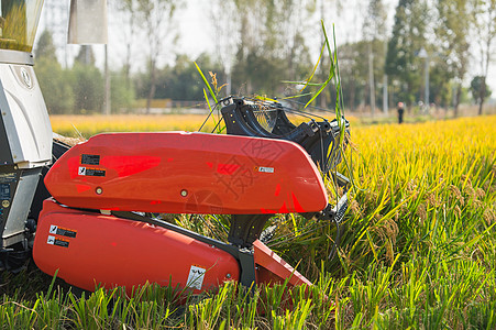 农民驾驶收割机收割水稻图片