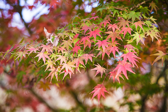 秋天五彩的枫叶图片