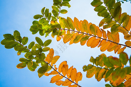 秋日变色的乌桕叶图片