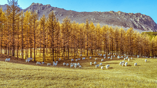 高山树林内蒙古秋季高山牧场羊群背景