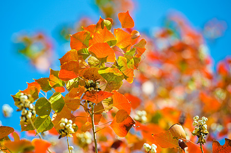 秋叶黄彩色乌桕叶背景