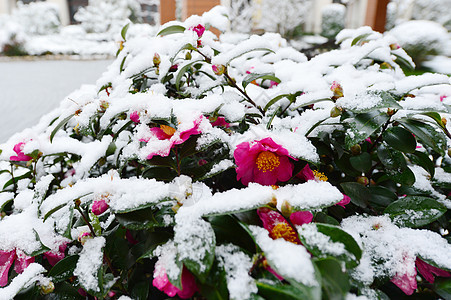 被雪覆盖的茶花树图片