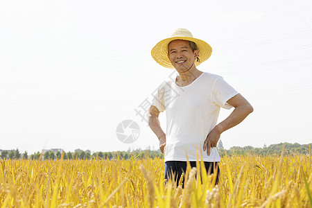 站在稻田里双手插腰的农民图片