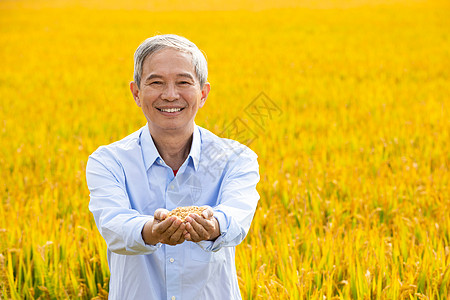 花生丰收老农民站在稻田里手捧稻米背景